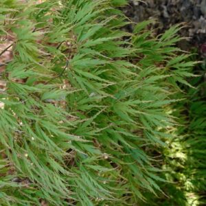 Acer palmatum 'Sumi-shidare'
