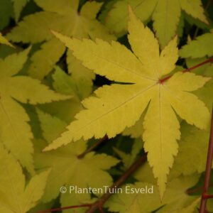 Acer palmatum 'Summer Gold'