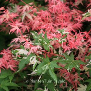 Acer palmatum 'Taiyoh-nishiki'