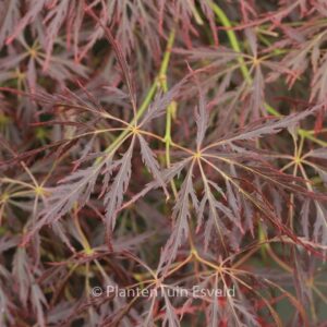 Acer palmatum 'Takara-yama'