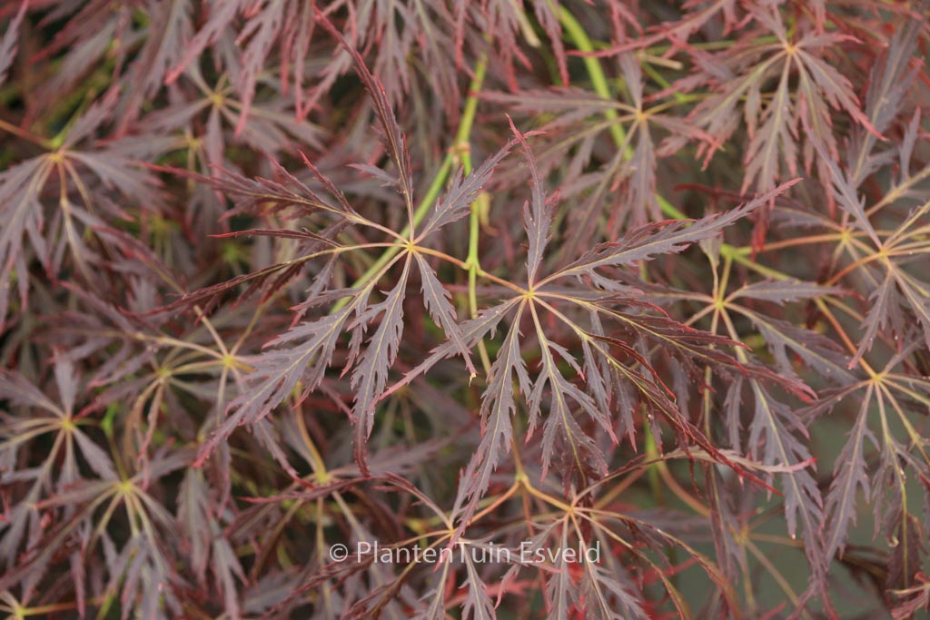 Acer palmatum 'Takara-yama'