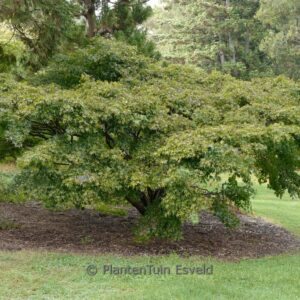 Acer palmatum 'Tama-hime'