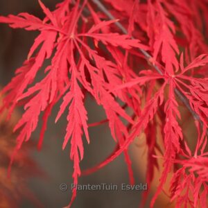 Acer palmatum 'Aka-shidare'