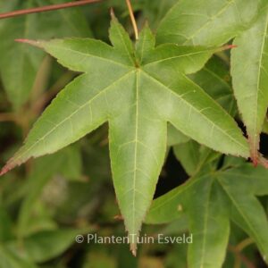 Acer palmatum 'Tana'