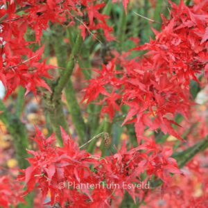 Acer palmatum 'Taroh-yama'