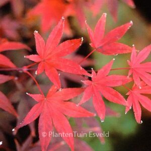 Acer palmatum 'The Bishop'