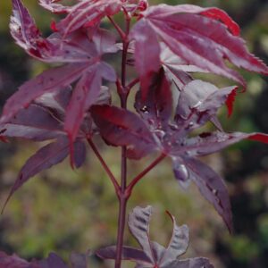Acer palmatum 'Torchlight'
