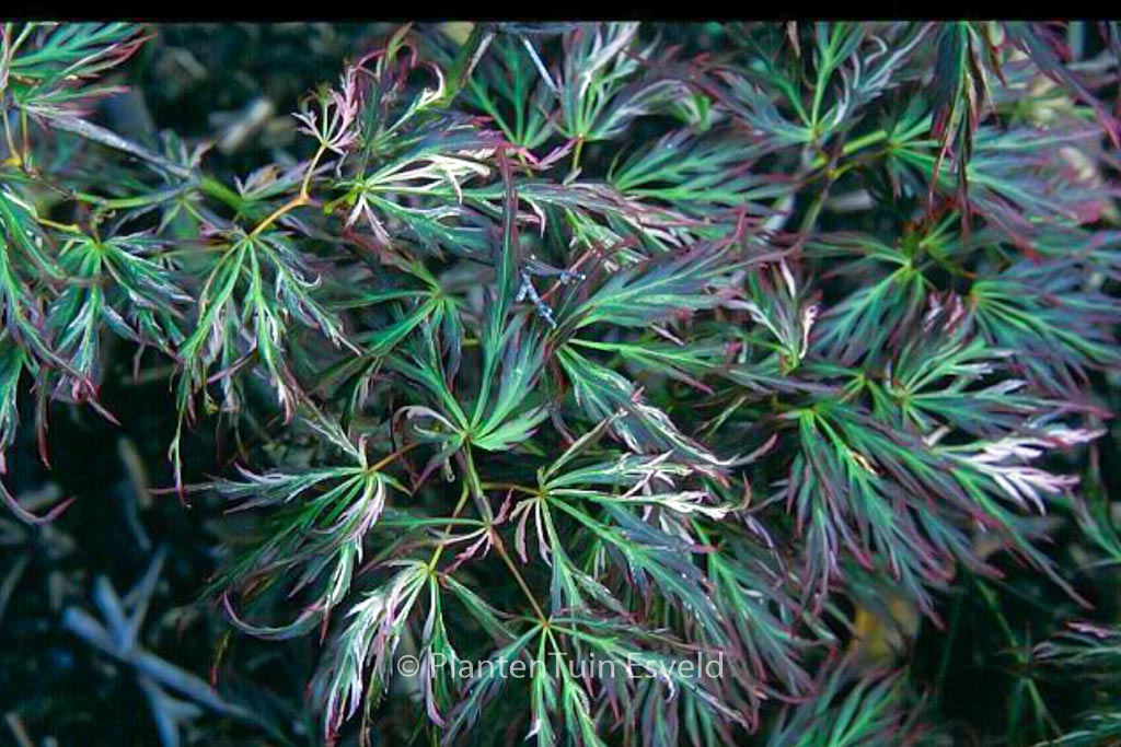 Acer palmatum 'Toyama-nishiki' - Image 2