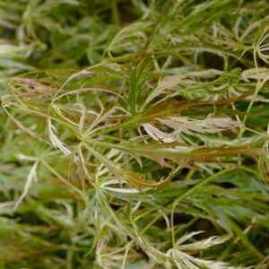 Acer palmatum 'Goshiki-shidare'