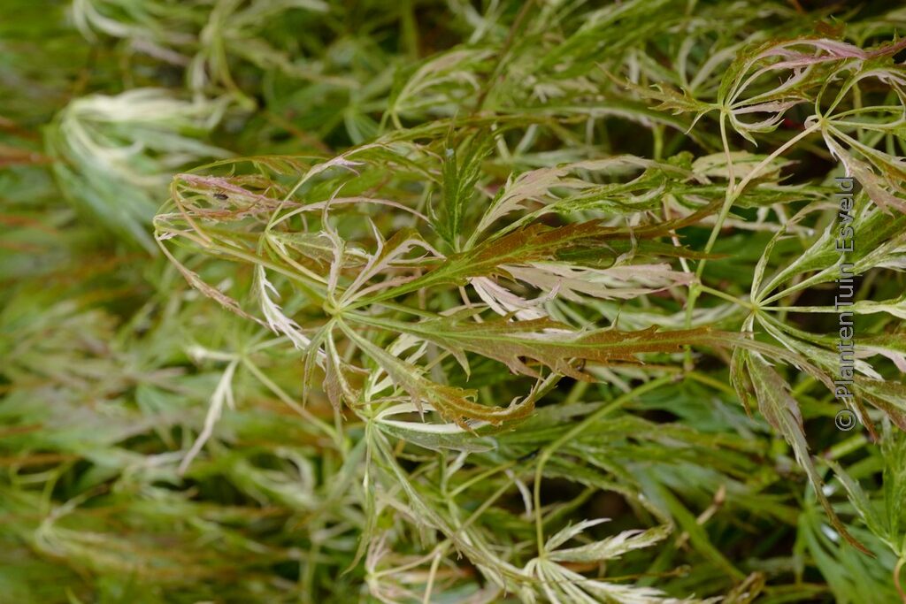 Acer palmatum 'Toyama-nishiki'