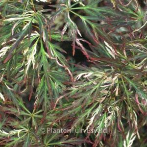 Acer palmatum 'Toyama-nishiki'