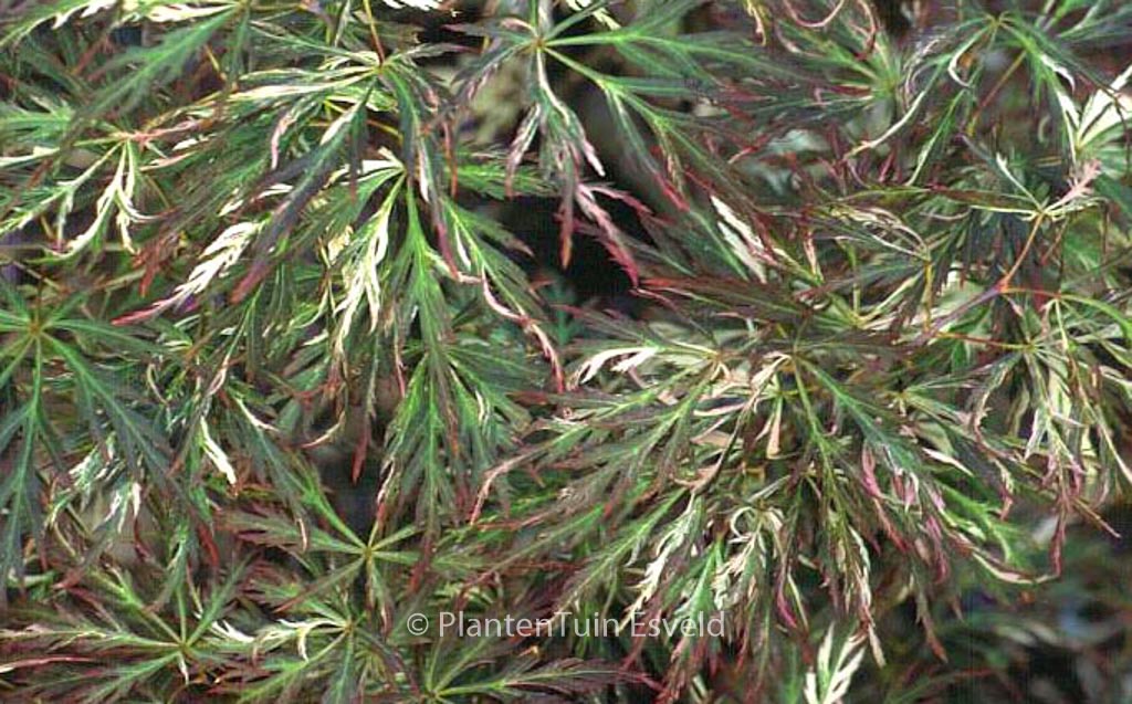 Acer palmatum 'Toyama-nishiki'