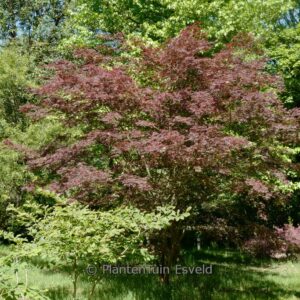 Acer palmatum 'Trompenburg'