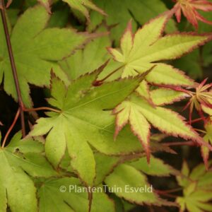 Acer palmatum 'Tsuma-beni'