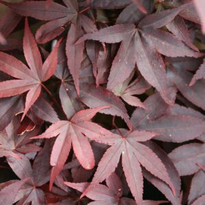 Acer palmatum 'Twombly's Red Sentinel'