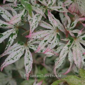 Acer palmatum 'Uki-gumo'