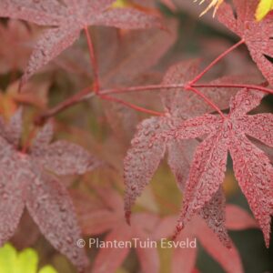 Acer palmatum 'Uncle Red'