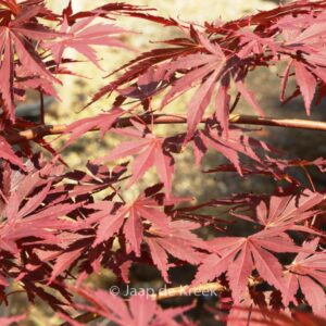 Acer palmatum 'Uta-hime'