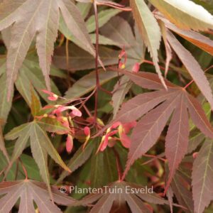 Acer palmatum 'Vandermoss Red'