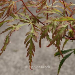 Acer palmatum 'Vic Pink'