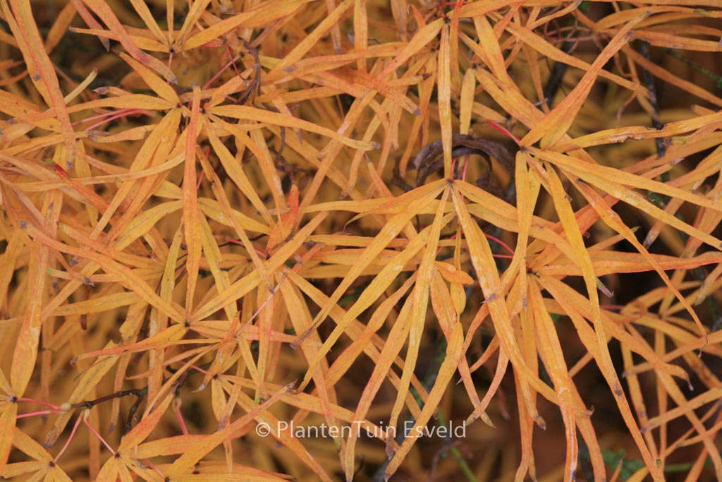 Acer palmatum 'Villa Taranto'