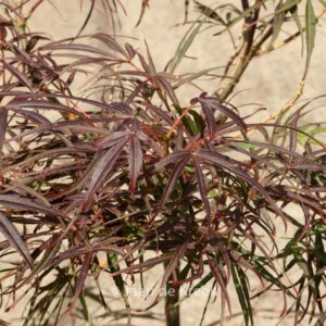 Acer palmatum 'Wentachee Red'