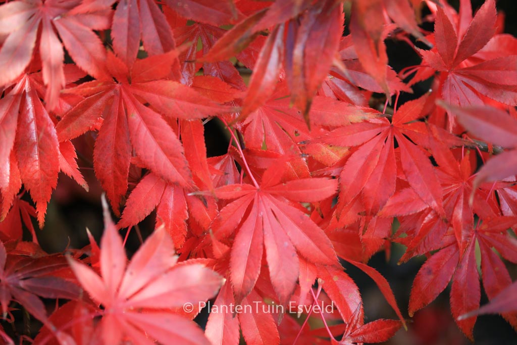 Acer palmatum 'Westonbirt Red'