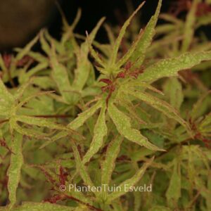 Acer palmatum 'William B.'
