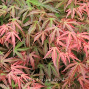 Acer palmatum 'Wilson's Pink Dwarf'