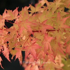 Acer palmatum 'Winter Flame'