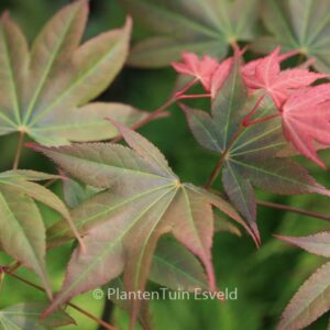 Acer palmatum 'Yadawara'
