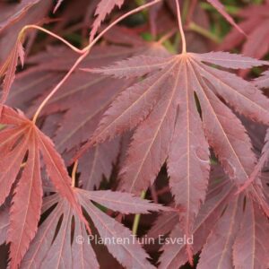 Acer palmatum 'Yama-no-suso'