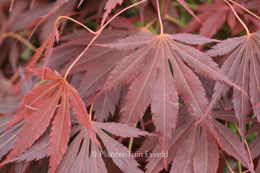 Acer palmatum 'Yama-no-suso'