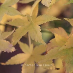 Acer palmatum 'Yamato-ao-yagi'