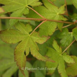 Acer palmatum 'Yellow Bark Seedling'