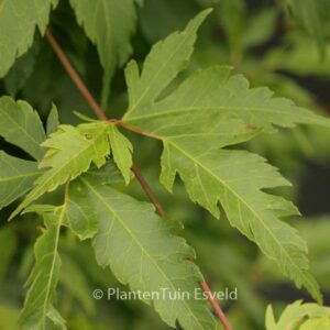 Acer palmatum 'Yushide'