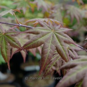 Acer palmatum 'Zokumei'