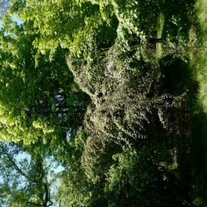Acer pectinatum 'Dark Forrest'