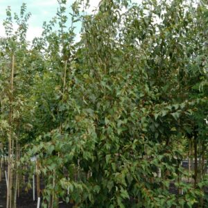 Acer pectinatum 'Forrestissimo'