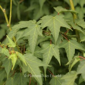Acer pectinatum ssp. forrestii
