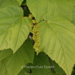 Acer pensylvanicum 'Silver Fox'