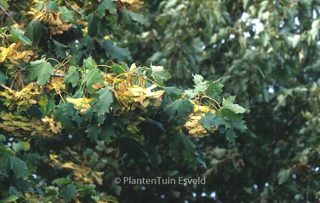 Acer platanoides 'Cleveland'