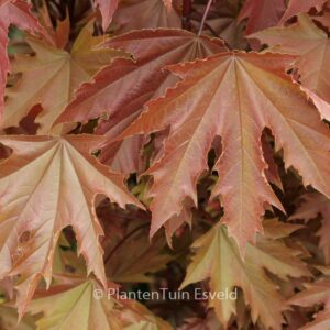 Acer platanoides 'Crimson Sentry'