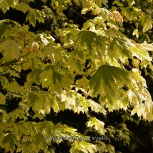 Acer platanoides 'Drummondii'