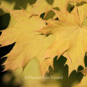 Acer platanoides 'Golden Globe'
