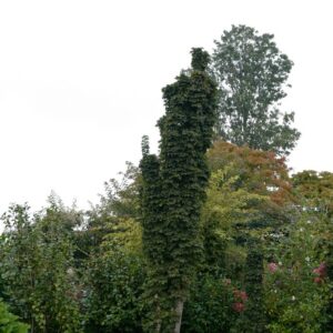 Acer platanoides 'Marit'