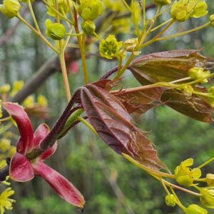Acer platanoides 'Reitenbachii'