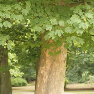 Acer pseudoplatanus