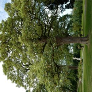 Acer pseudoplatanus 'Leopoldii'