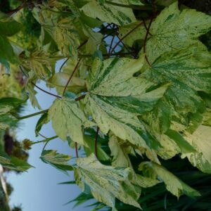 Acer pseudoplatanus 'Prince Camille de Rohan'